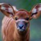 Dublin Zoo