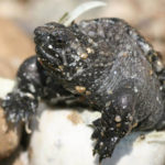 Baby Turtle Alert