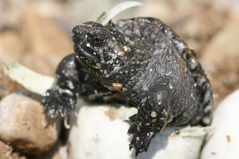 Baby Turtle Alert