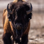 Earth Day News From Across Canada