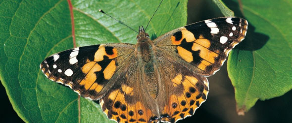 Irish Butterflies